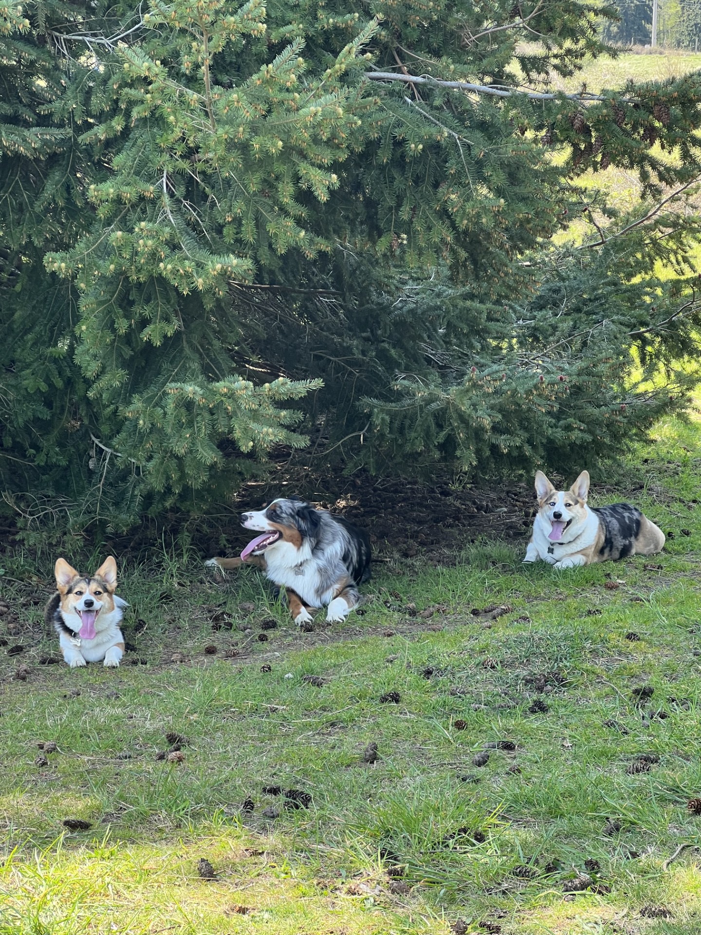 Cora, Tank, and Archie together
