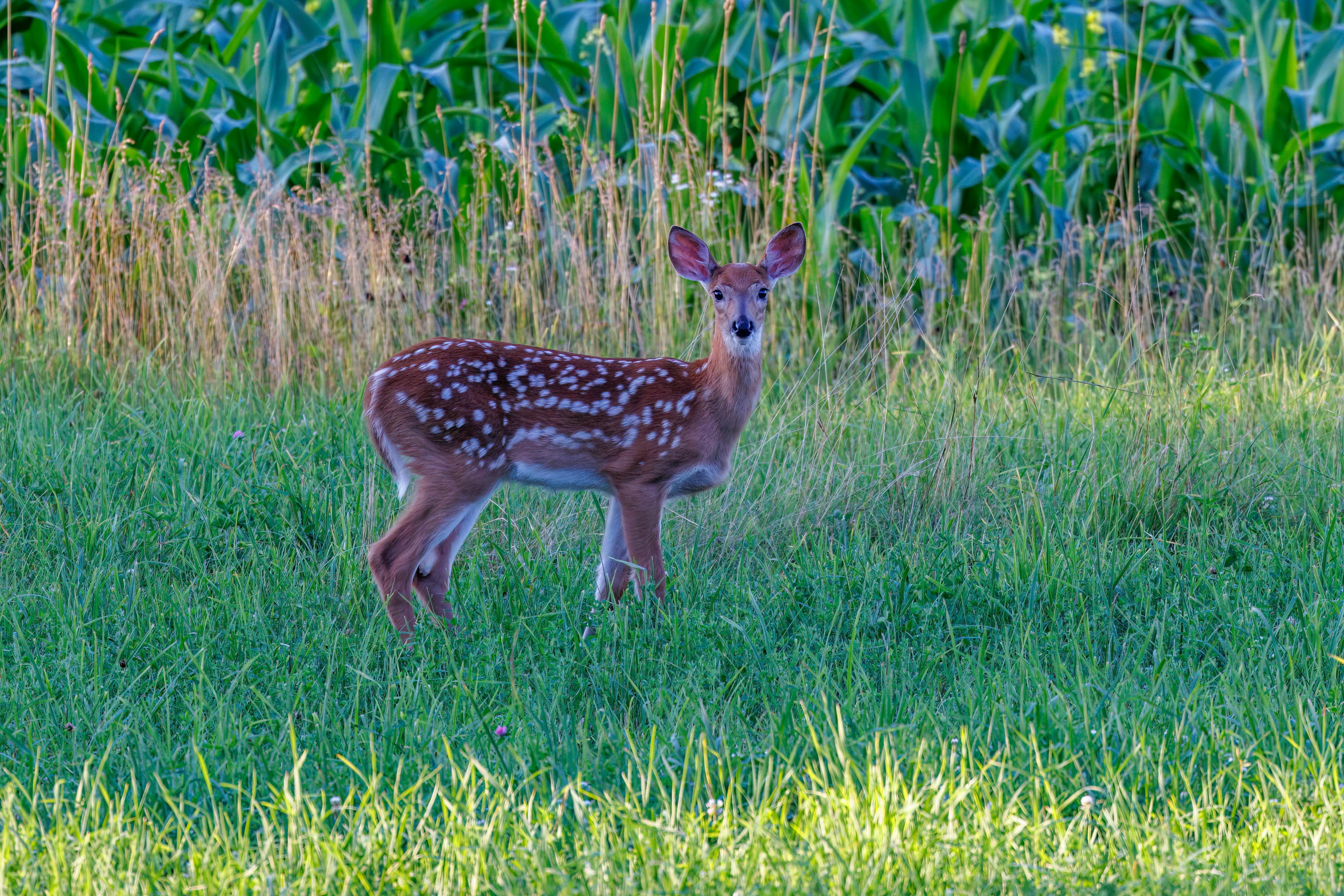A fawn resting in tall grass
