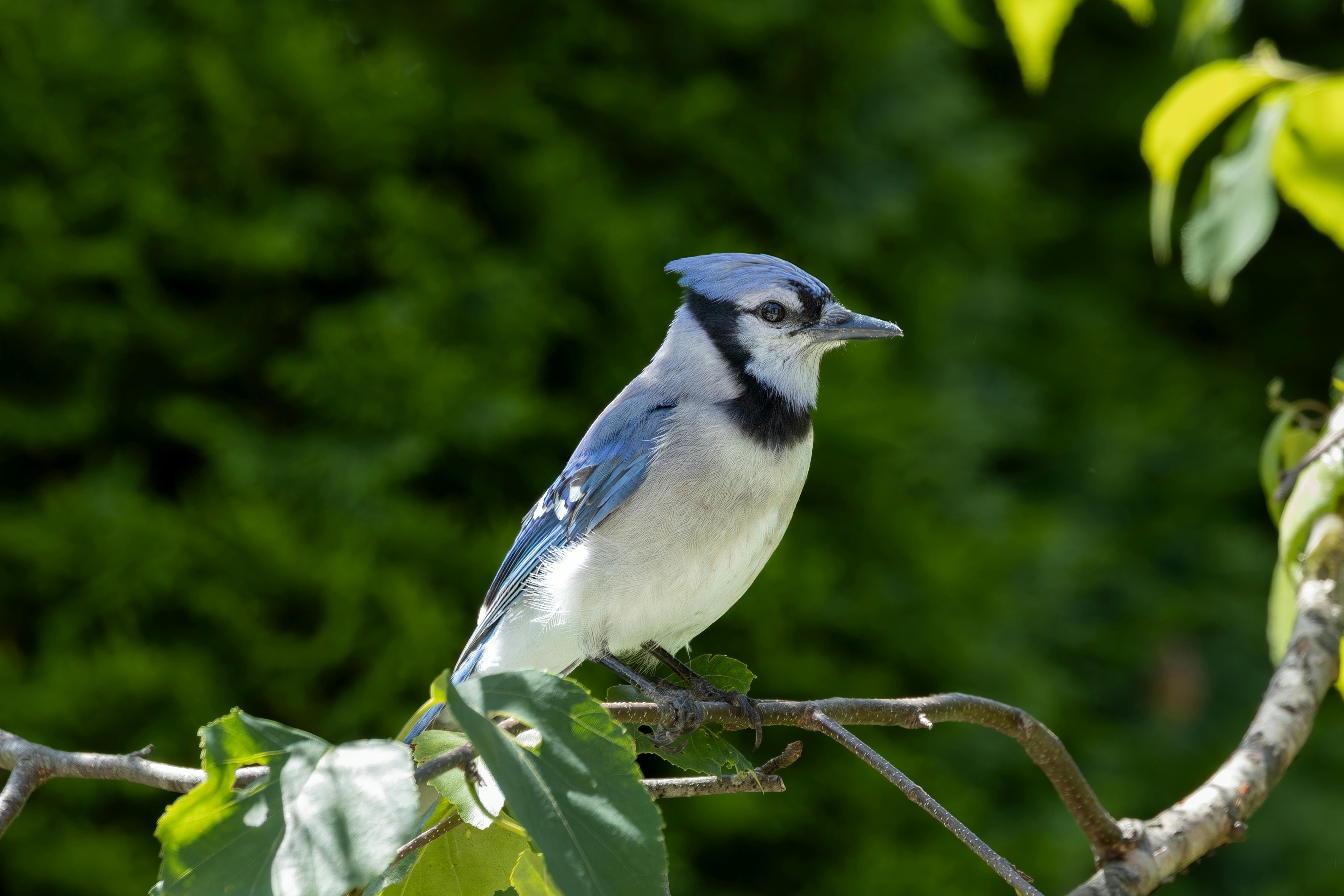 A bird in the wild