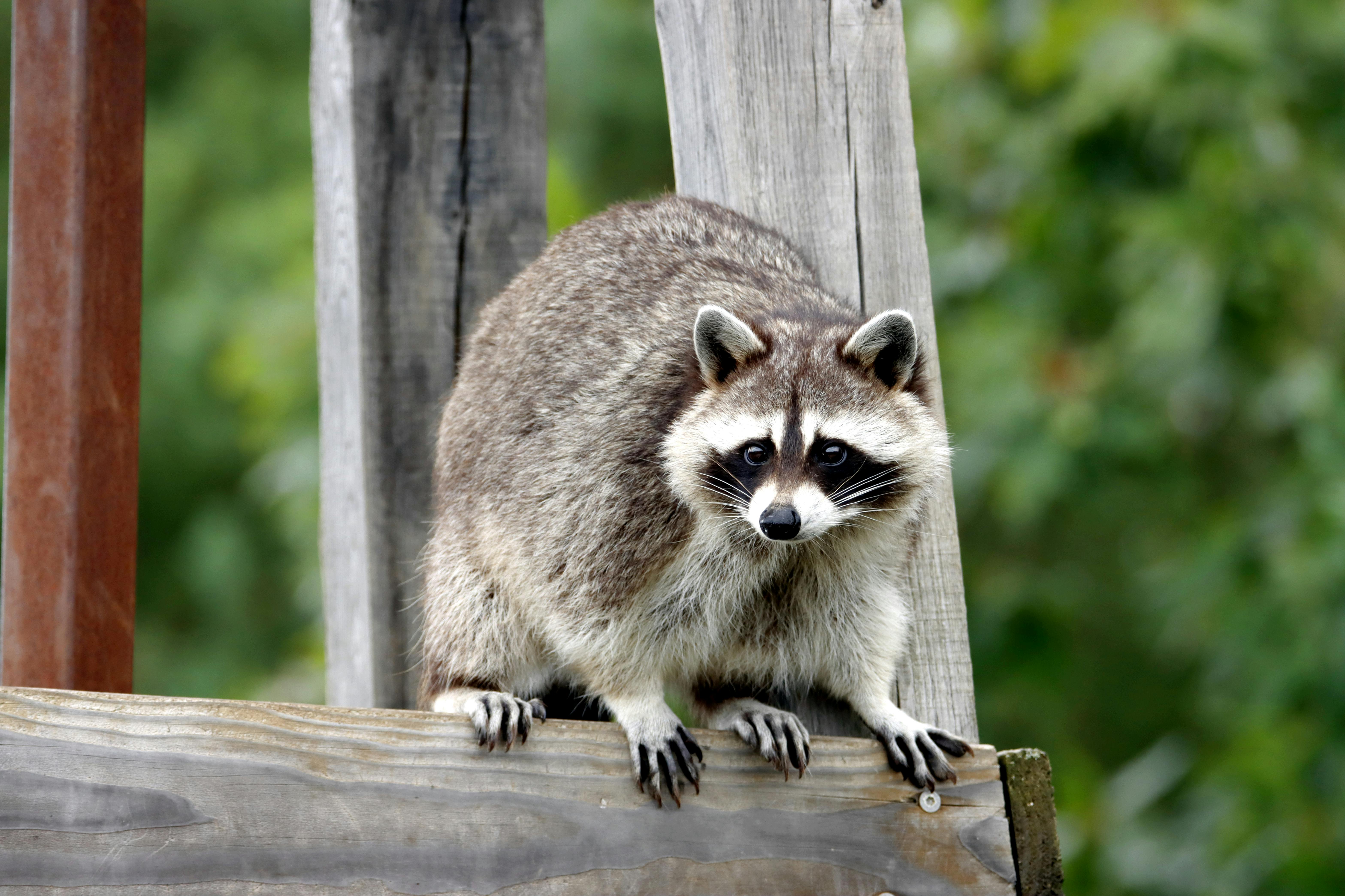 Wildlife in tall grass