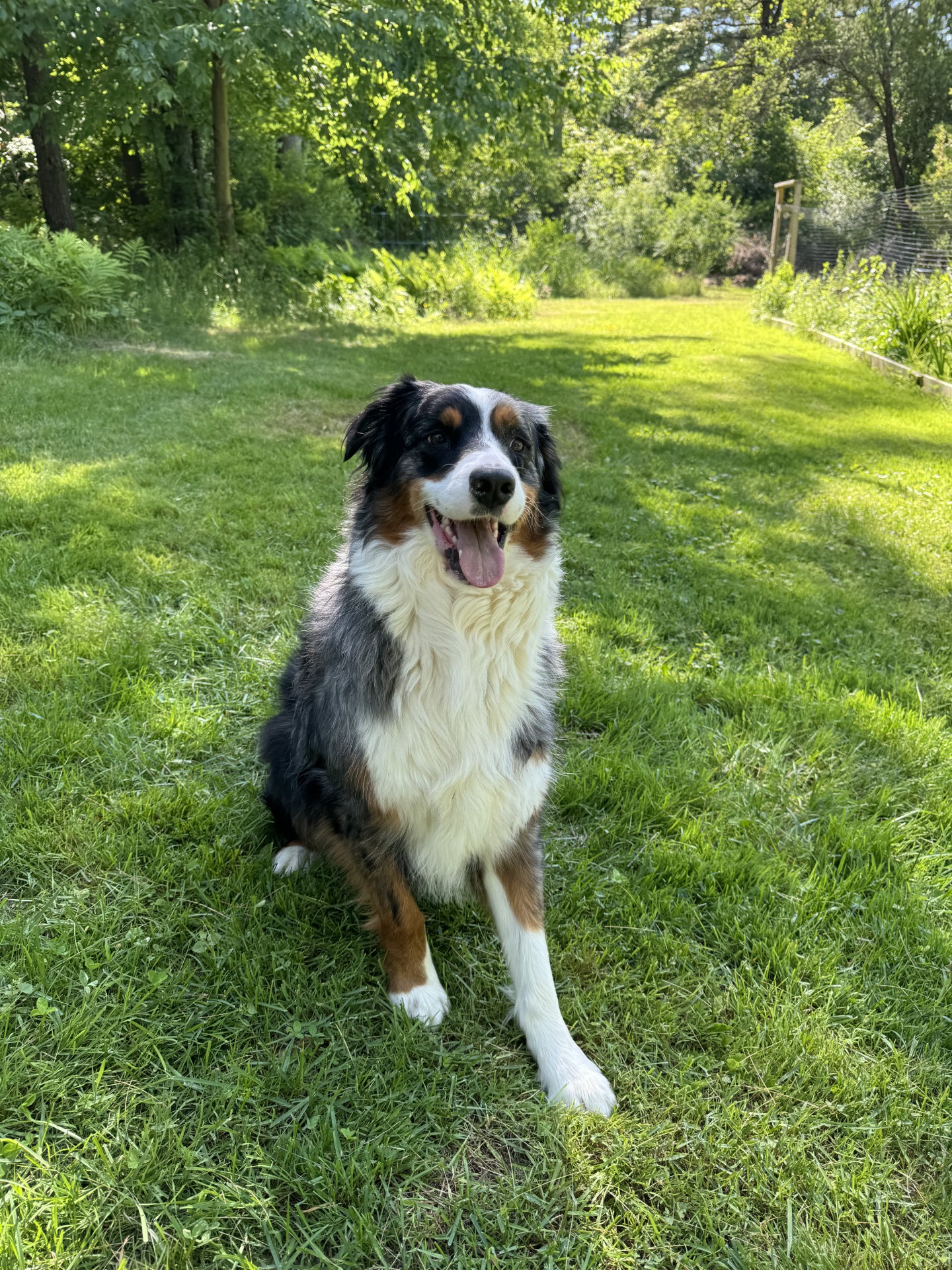 Archie the Aussie merle