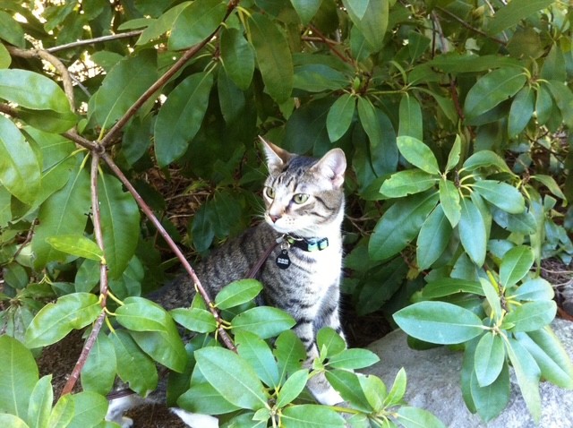 Boots the brown tabby cat