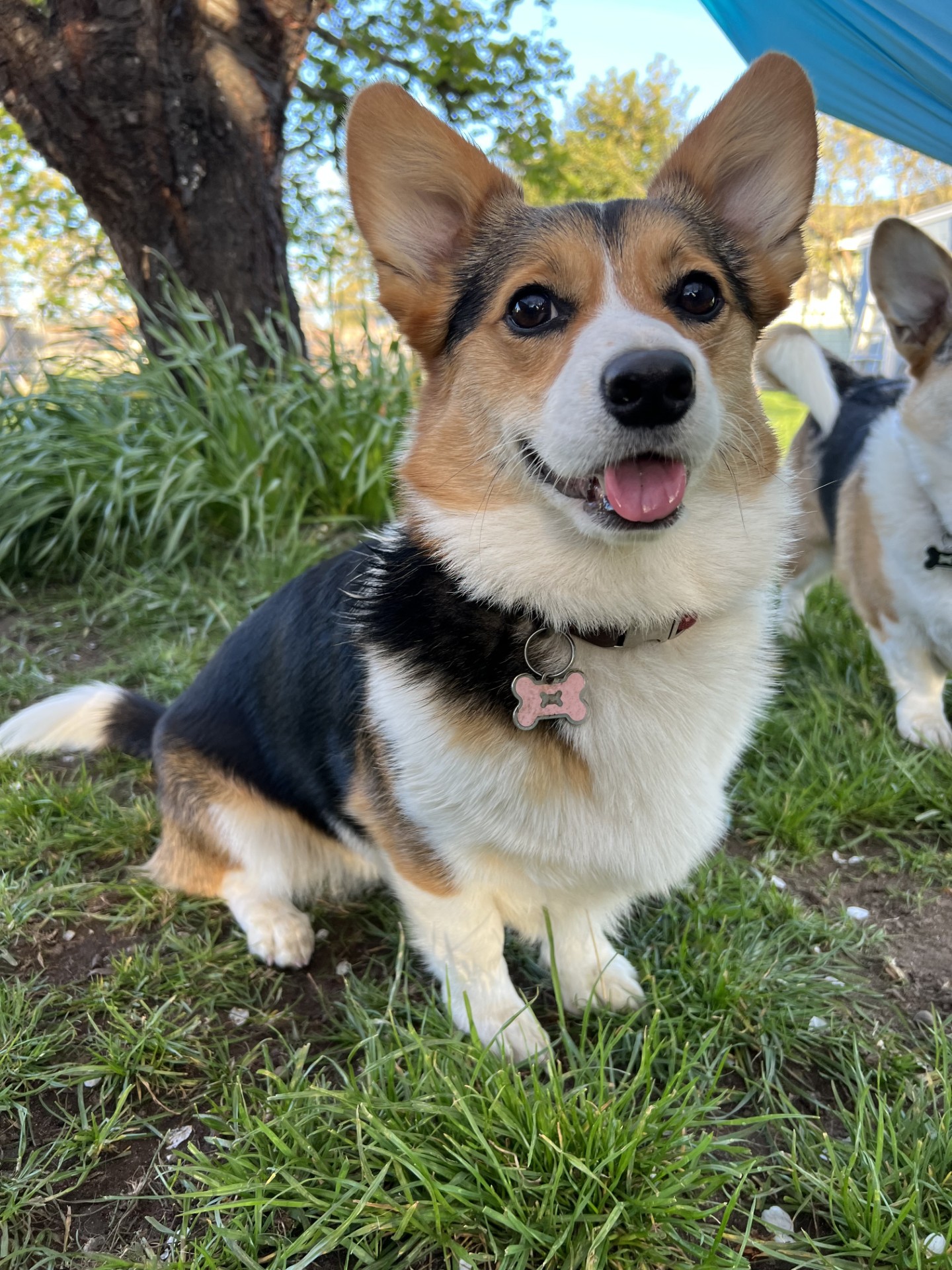 Cora the tri-colored corgi