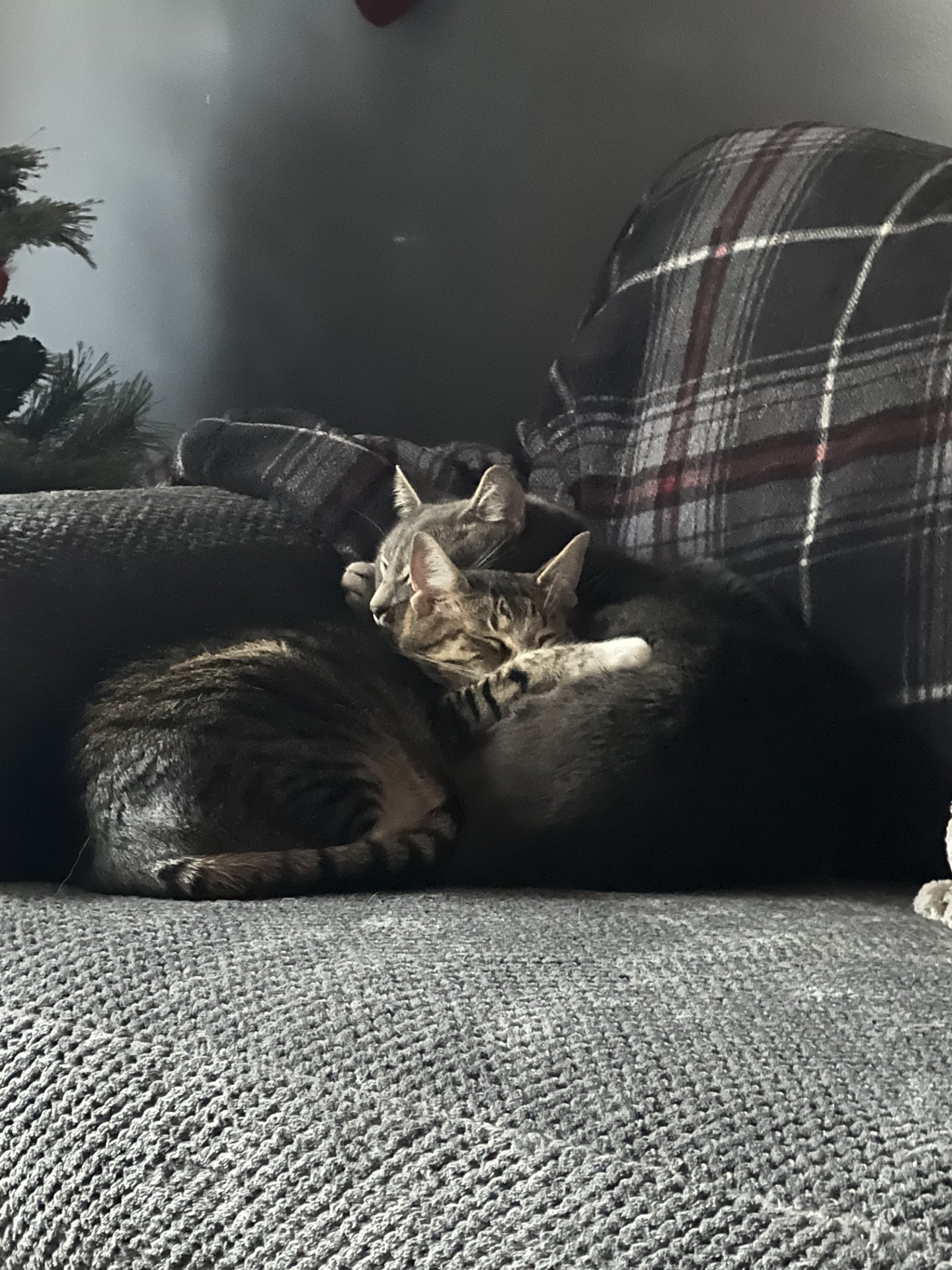 Leo and Boots together