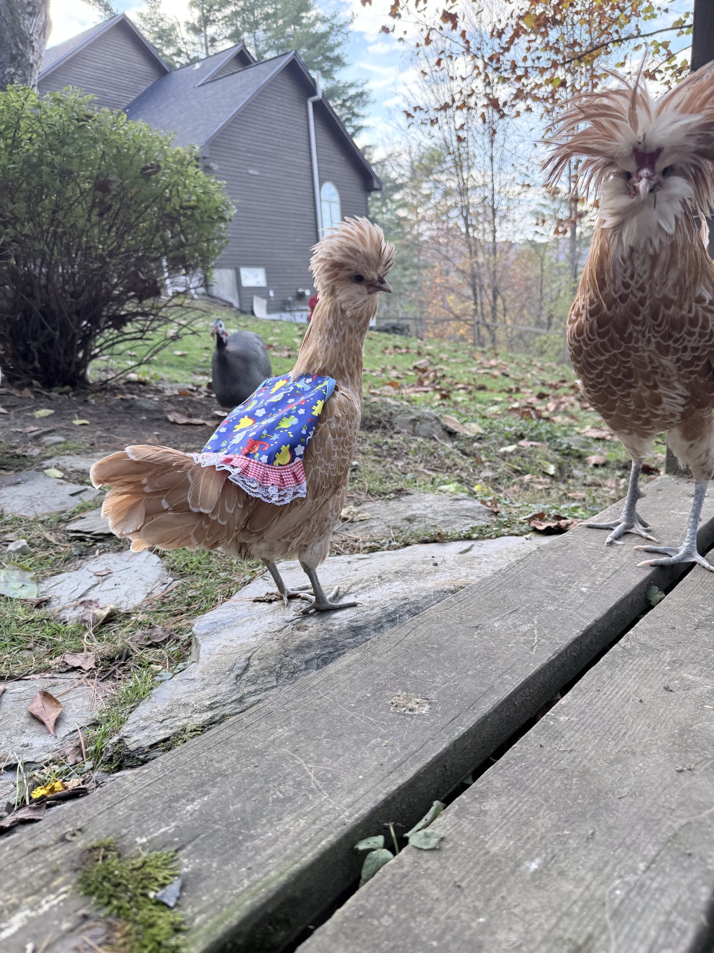 Reggie and Regina, the Polish chickens
