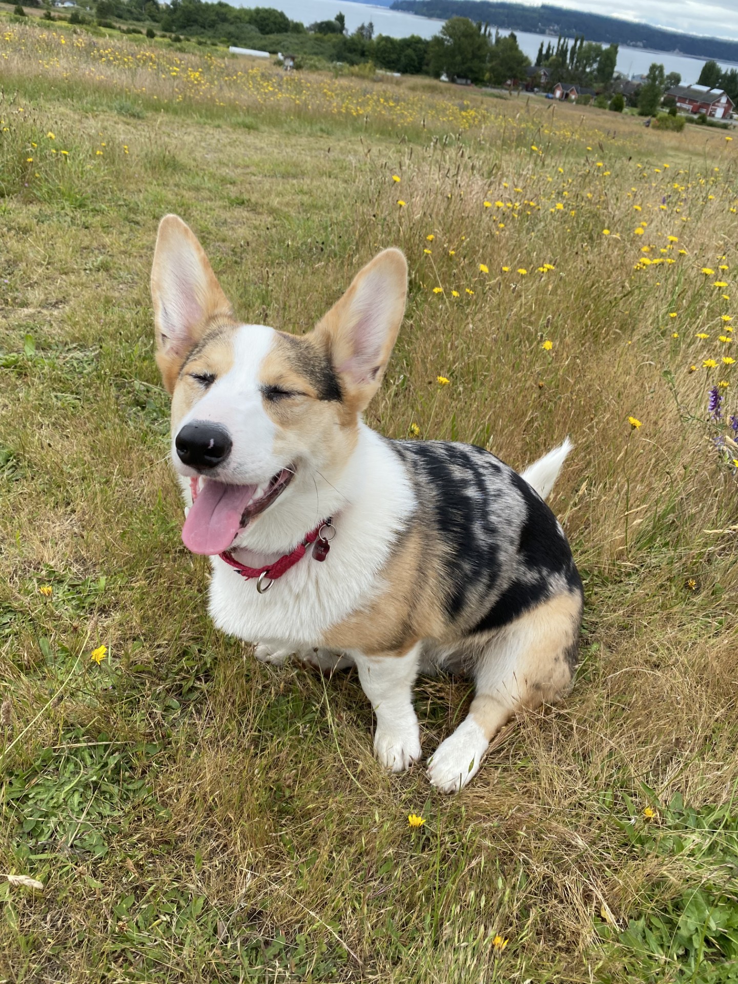 Tank the merle corgi