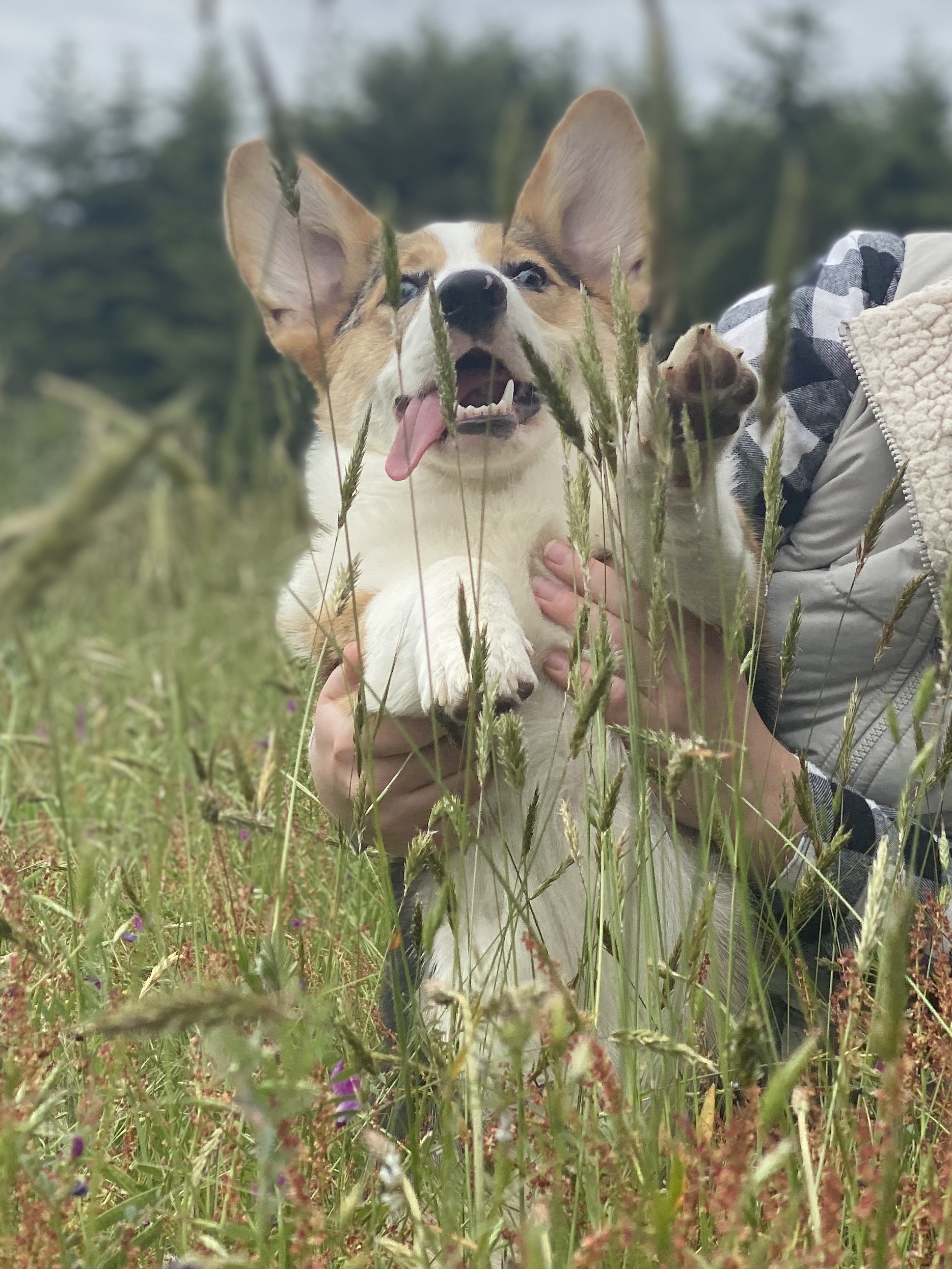 Tank the merle corgi